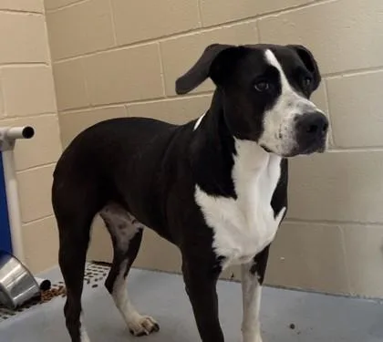 An adult large-sized female Black Terrier dog named Doobie for adoption in Harlingen, TX