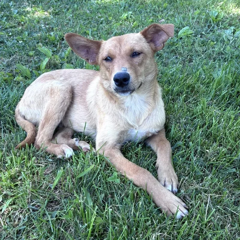 A young medium-sized male Golden Carolina Dog dog named Benson for adoption in Sequatchie, TN