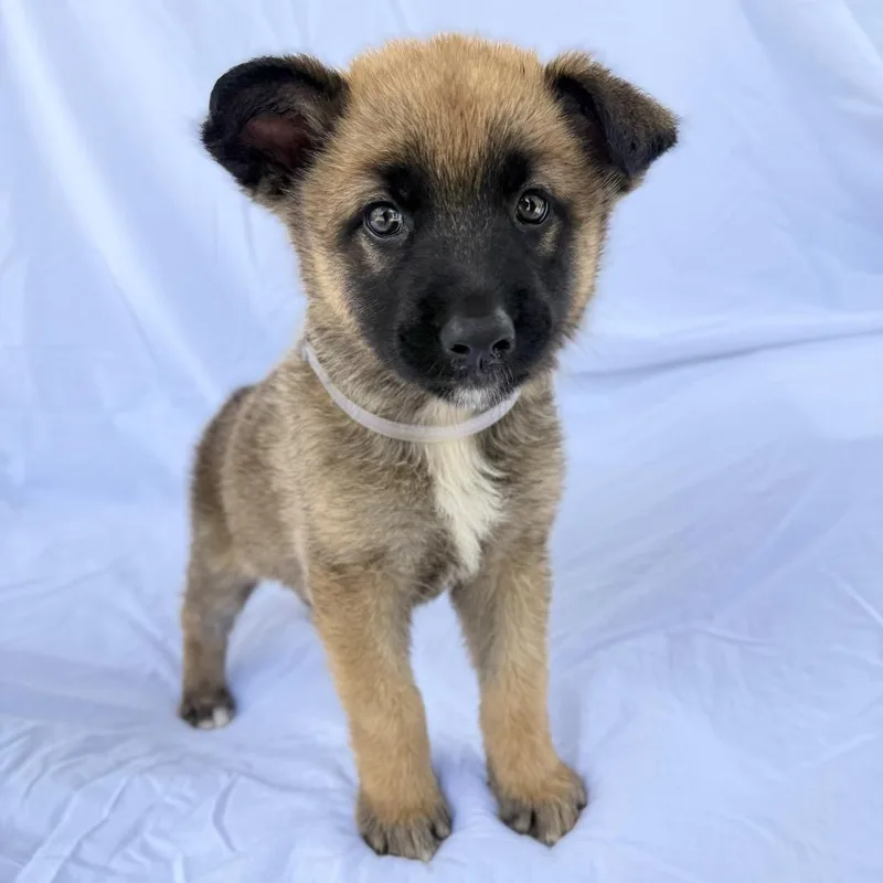 A baby small-sized female Yellow / Tan / Blond / Fawn Shepherd dog named Wednesday for adoption in Long Beach, CA
