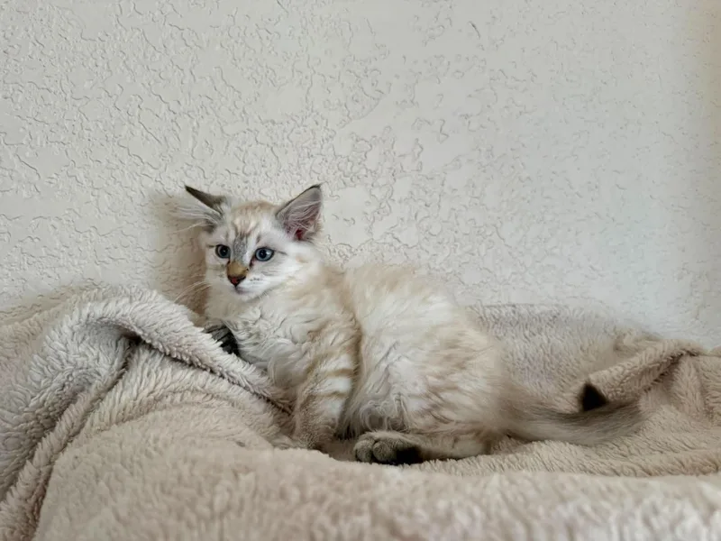 A baby small-sized male Siamese cat named Biscuit for adoption in Hollister, CA