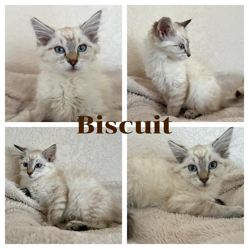 Biscuit thumbnail 4