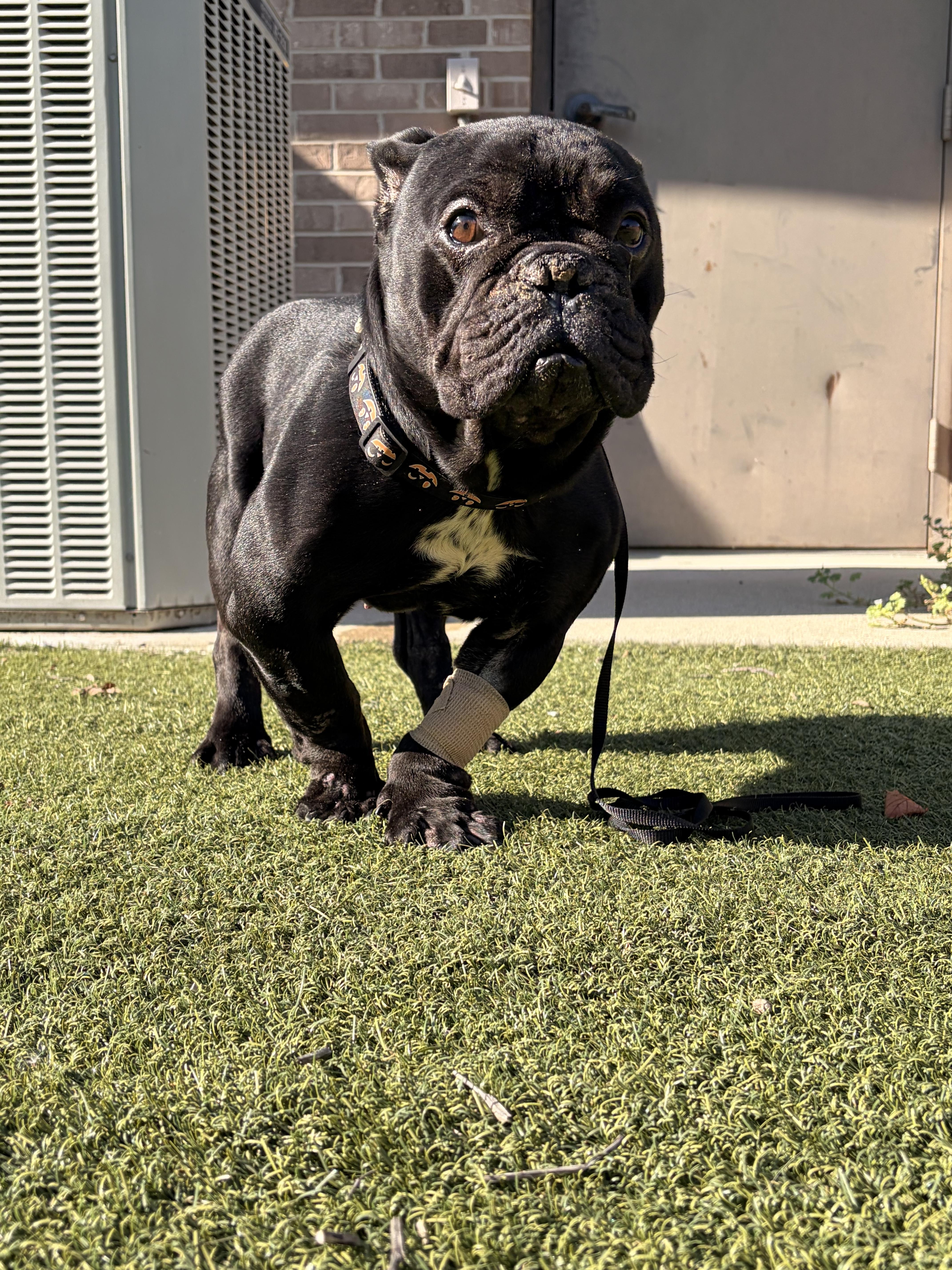 An adult medium-sized male Bulldog dog named Toothless for adoption in Byron, IL