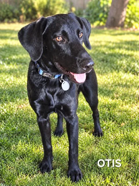 A young medium-sized male Labrador Retriever dog named Puppy Otis for adoption in Franklin, TN