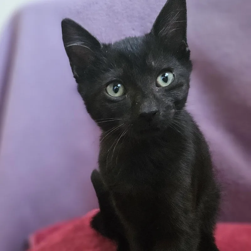 A baby small-sized female Black Domestic Short Hair cat named Jypsy for adoption in Baker City, OR