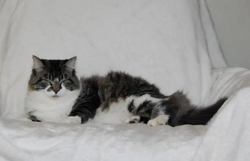 A young medium-sized female Domestic Short Hair cat named Niblet for adoption in Salt Lake City, UT