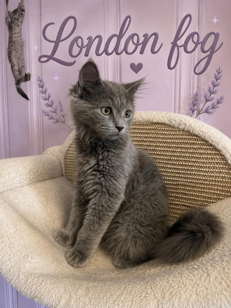 London Fog