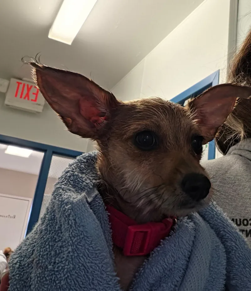 A baby small-sized female Chihuahua dog named Divot for adoption in Aurora, IL