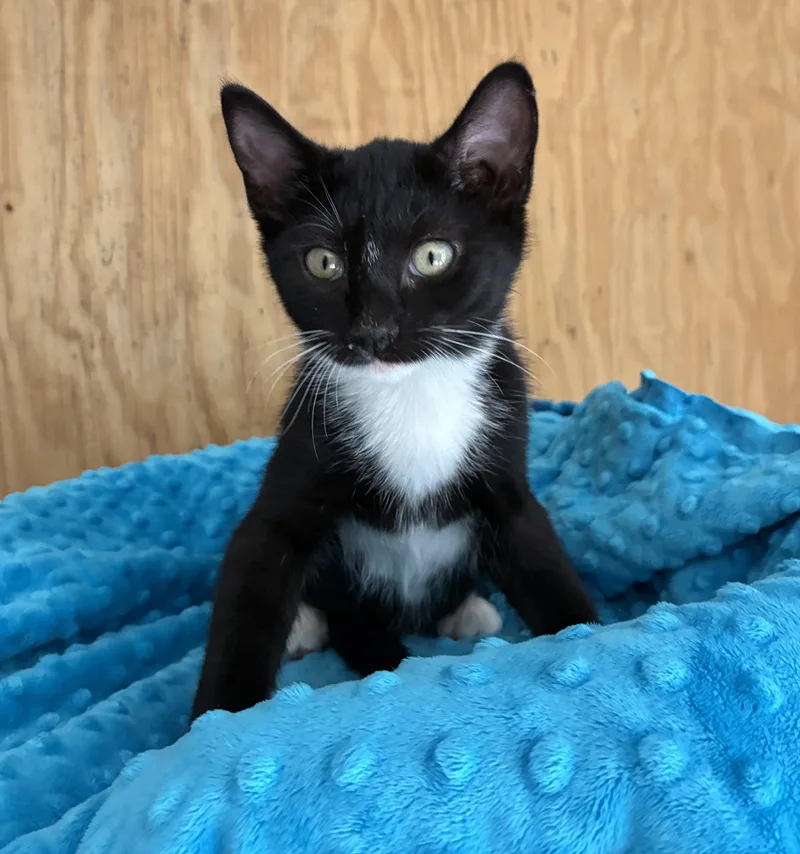 Cosmo