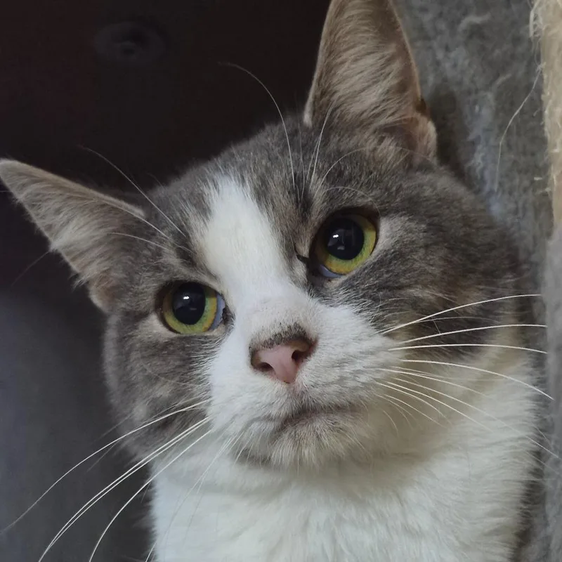 A young small-sized male Gray / Blue / Silver Domestic Short Hair cat named Peter for adoption in Richmond, KY