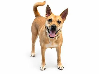 An adult medium-sized female Feist dog named Violet for adoption in Bowling Green, KY