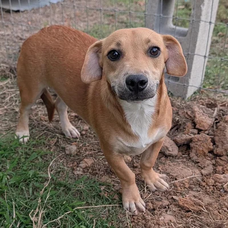 A baby medium-sized female Yellow / Tan / Blond / Fawn Dachshund dog named Sandy for adoption in Tishomingo, OK