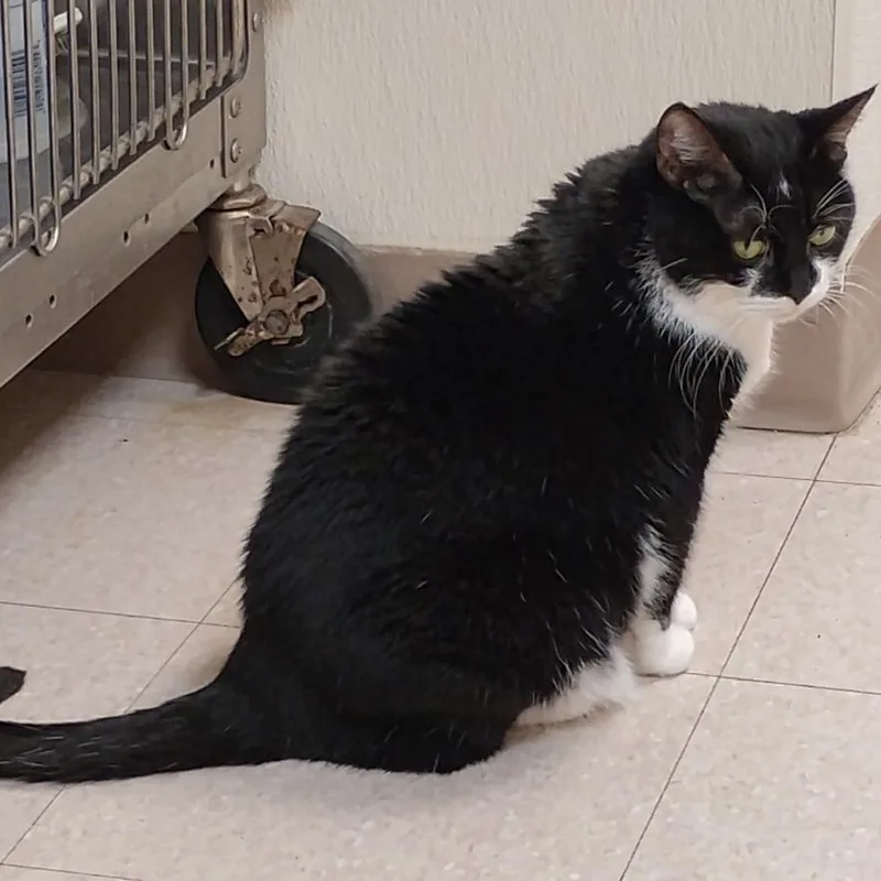 An adult large-sized female Black & White / Tuxedo Domestic Short Hair cat named Penelope for adoption in Dillsburg, PA