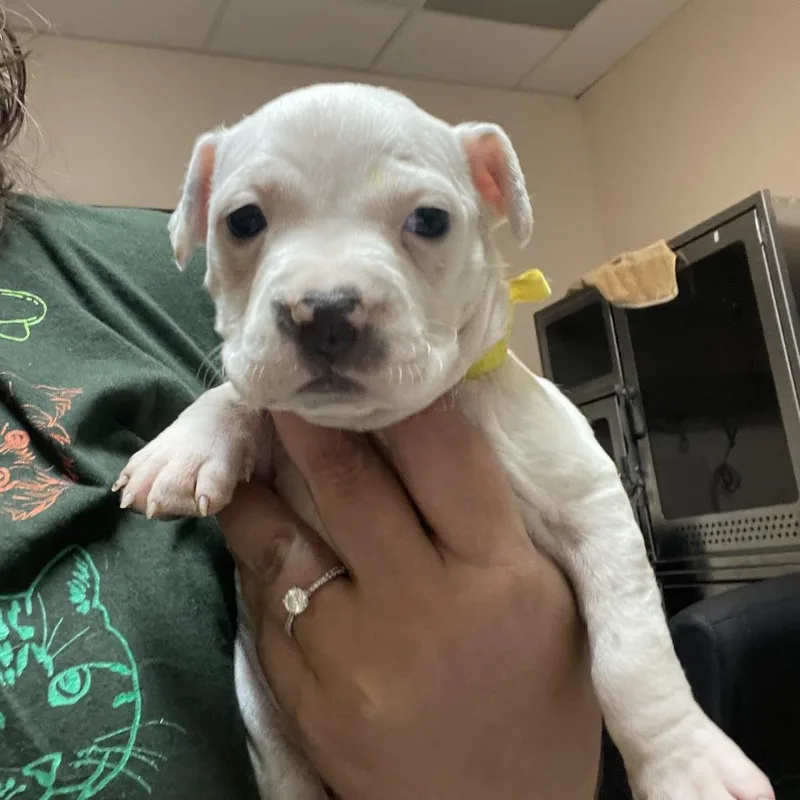 A baby medium-sized female White / Cream Pit Bull Terrier dog named Harlow Honeycrisp for adoption in Austin, TX