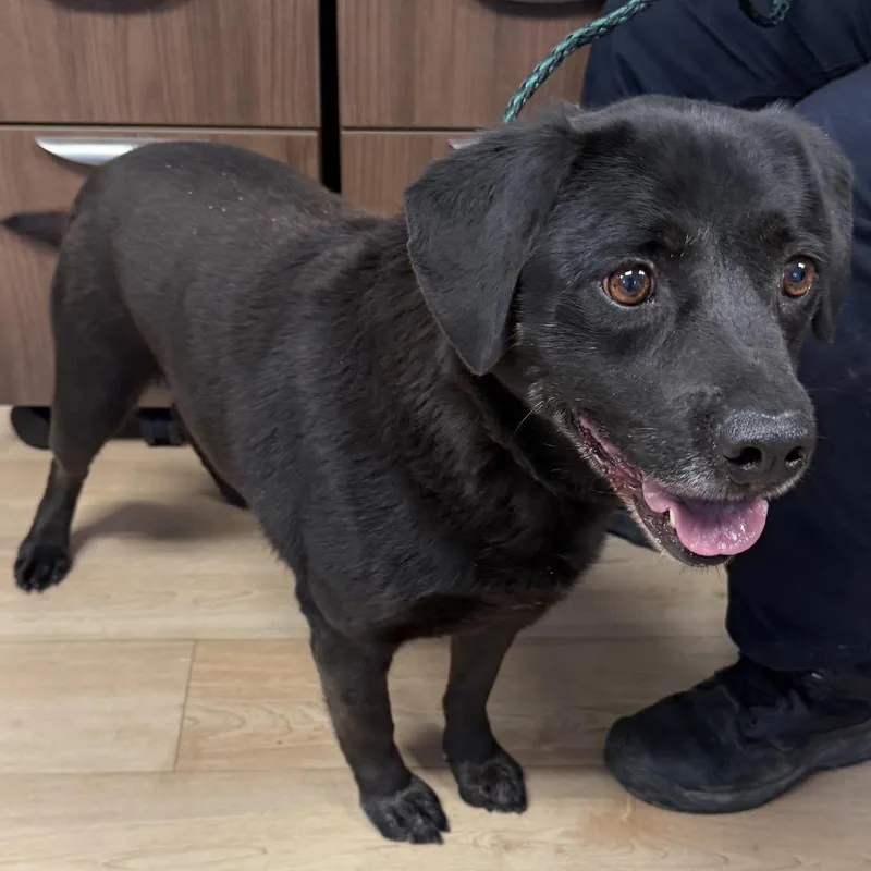 A senior medium-sized male Black Labrador Retriever dog named Blue for adoption in Los Banos, CA