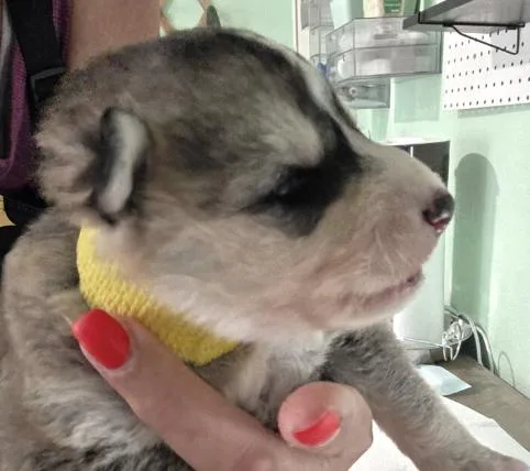 A baby small-sized female Siberian Husky dog named Bentley for adoption in Cottonwood Heights, UT