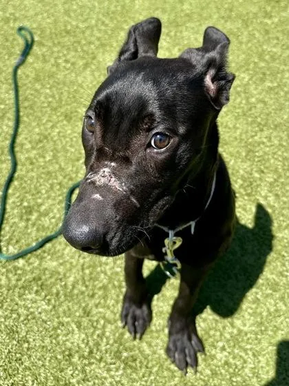 A baby large-sized female Black Mixed Breed dog named The Purple Edition for adoption in Wichita, KS