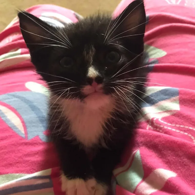 A baby small-sized male Domestic Short Hair cat named Mochi Boy for adoption in Cumming, GA