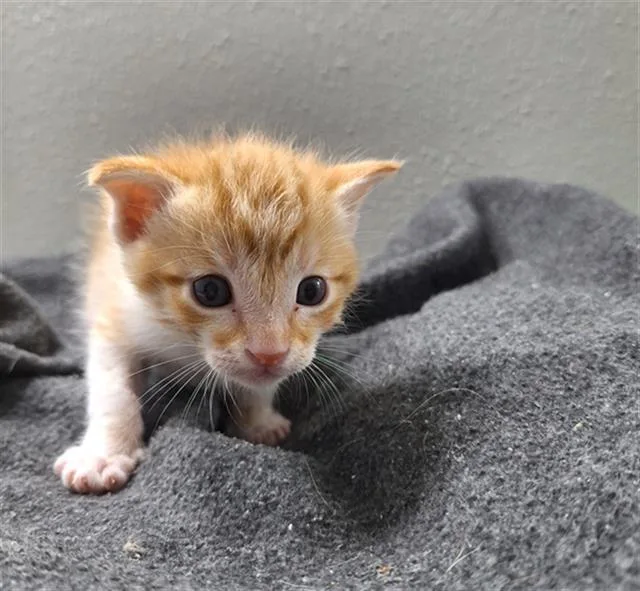 A baby small-sized male Domestic Short Hair cat named Peter for adoption in Rosenberg, TX