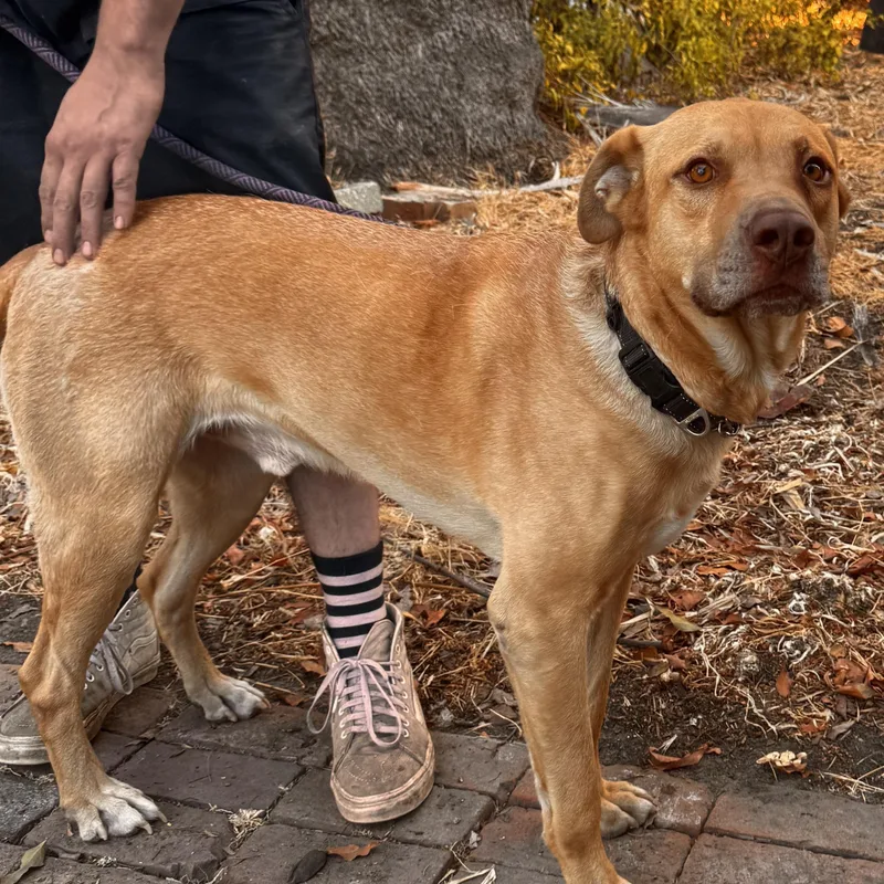 An adult large-sized male Labrador Retriever dog named Toby for adoption in Whittier, CA