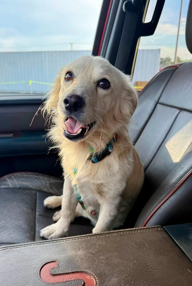 A young medium-sized male White / Cream Spitz dog named Kevin for adoption in Kiowa, OK