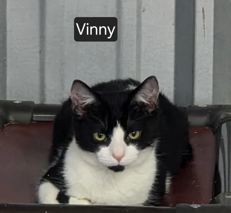 Vinny