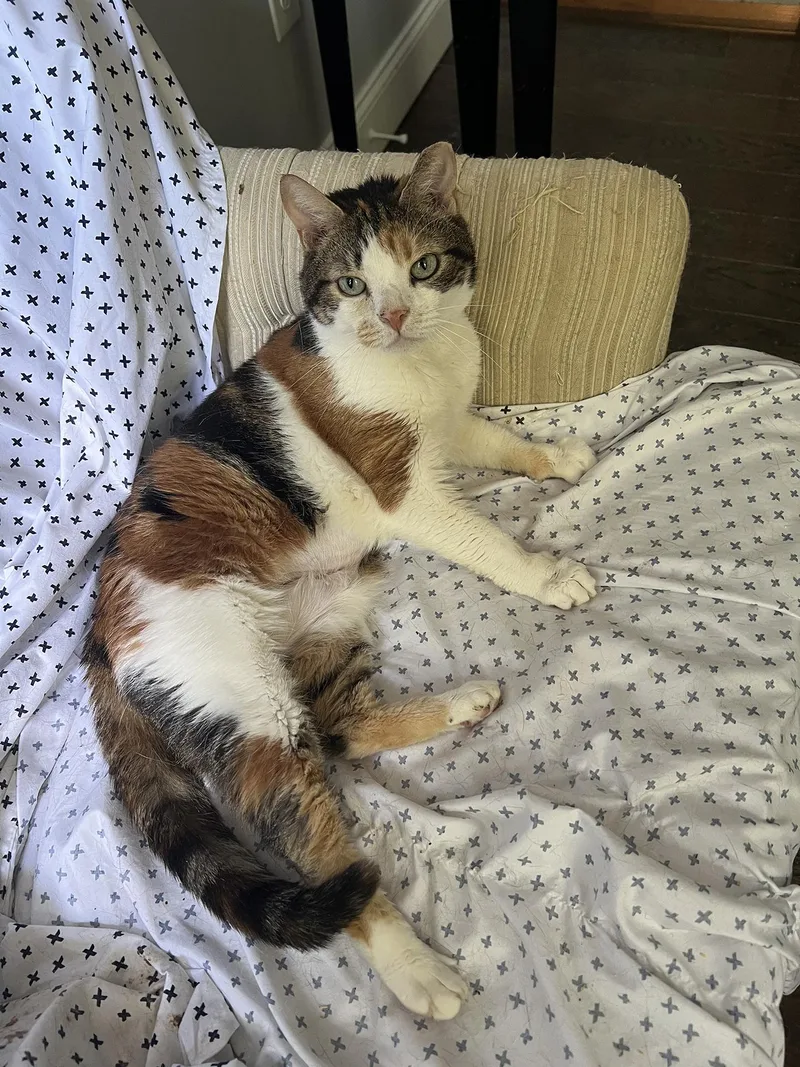 An adult medium-sized female Calico Domestic Short Hair cat named Winna Willows for adoption in Philadelphia, PA