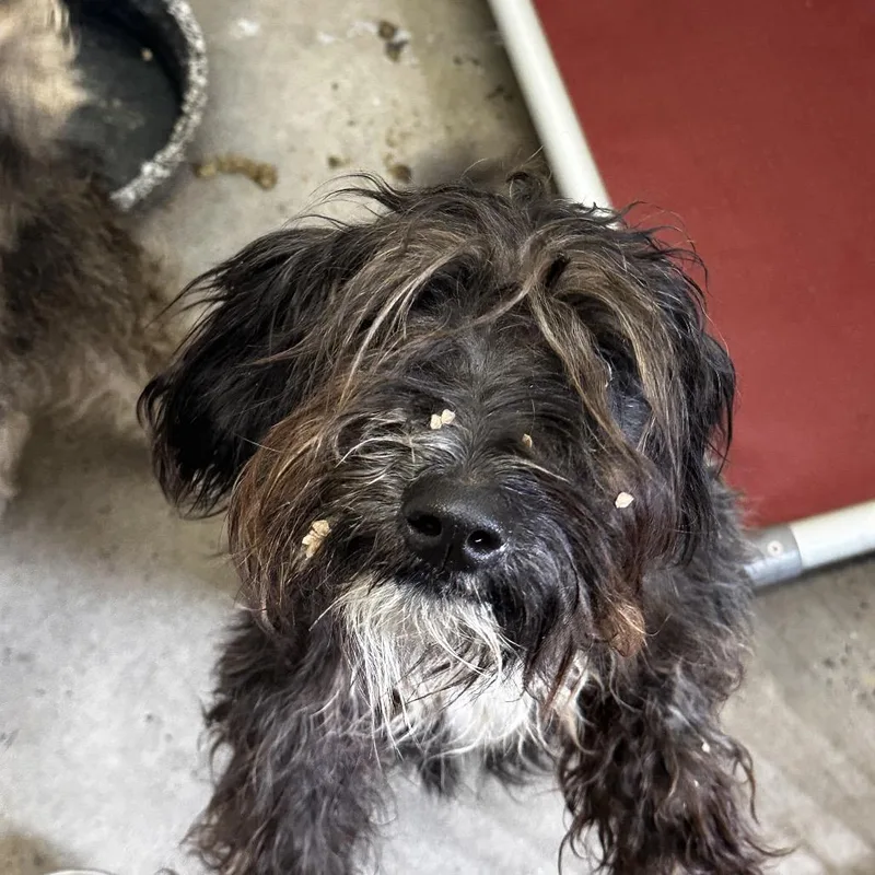 A young small-sized male Black Terrier dog named Ferb for adoption in Evensville, TN
