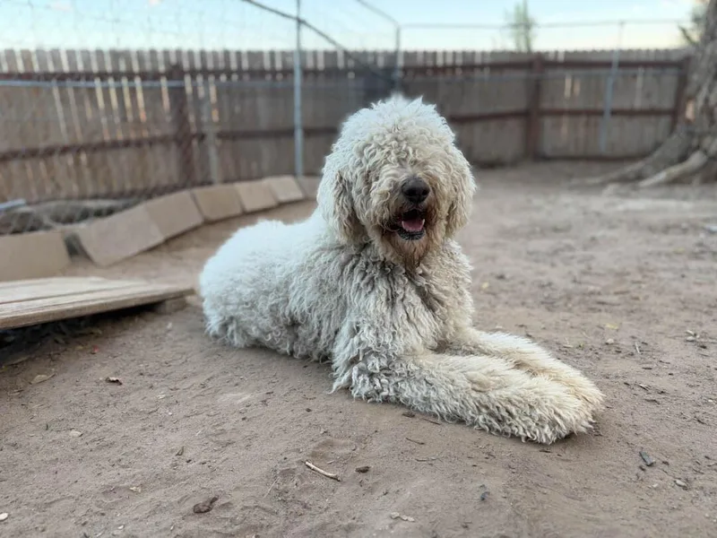 A young medium-sized female Standard Poodle dog named Nana for adoption in Windsor, CO