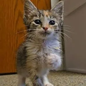 A baby medium-sized female Calico cat named Daisy for adoption in Hopkinsville, KY