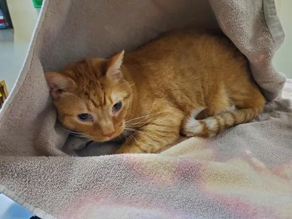 An adult large-sized male Domestic Short Hair cat named Paco for adoption in Oceanside, CA