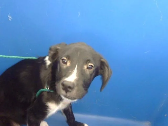 A baby large-sized female Mixed Breed dog named Cheese for adoption in Dallas, TX