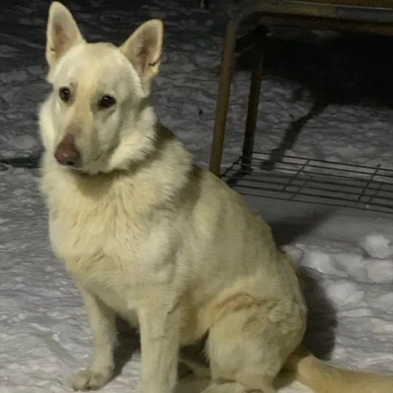 An adult large-sized male White / Cream Mixed Breed dog named Prince for adoption in Memphis, TN