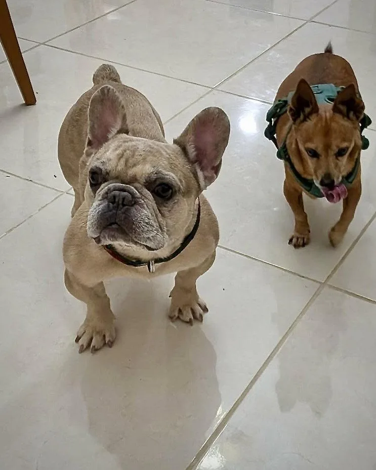 An adult small-sized male French Bulldog dog named Caldo for adoption in Monticello, NY