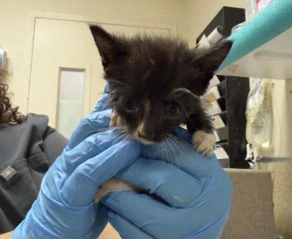 A baby small-sized male Domestic Short Hair cat named Cucumber for adoption in Riverside, CA