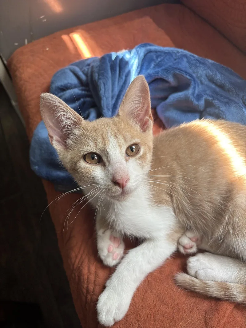 A baby medium-sized male Orange & White Domestic Short Hair cat named Ruffles for adoption in Broomall, PA