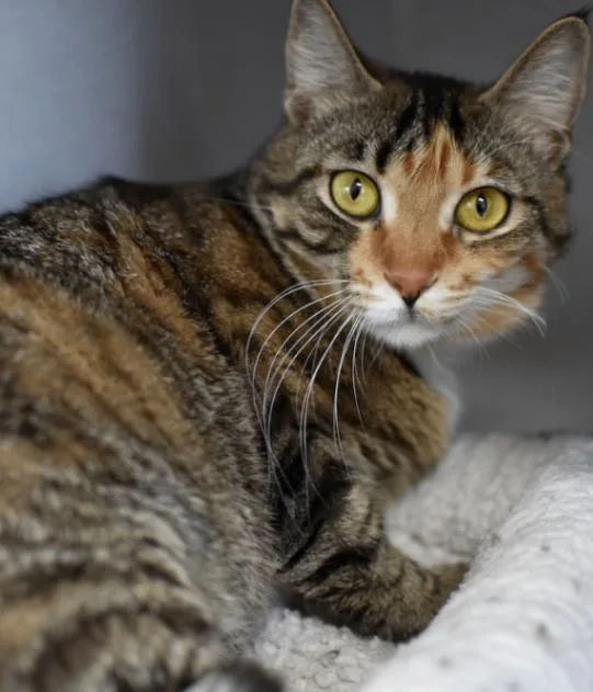 Butterscotch thumbnail 2