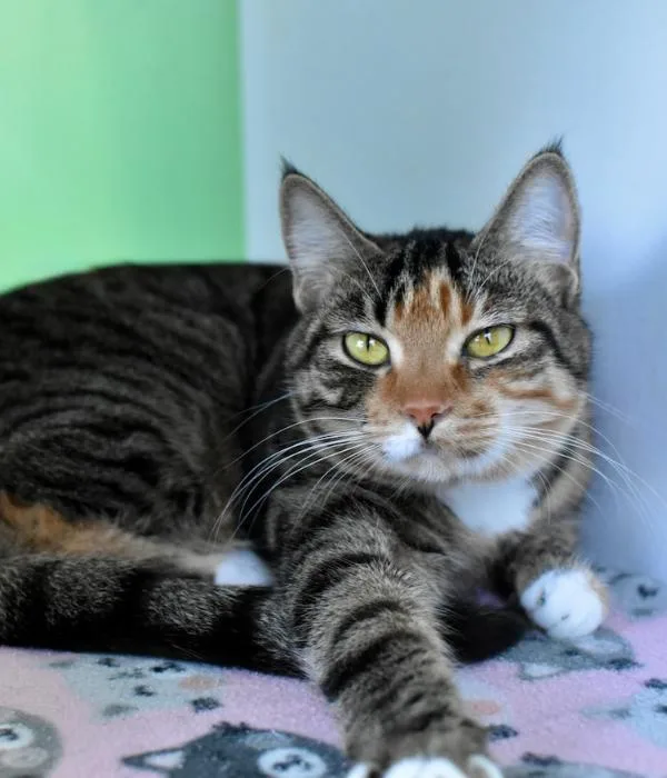 Butterscotch thumbnail 3