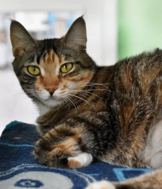 Butterscotch thumbnail 5