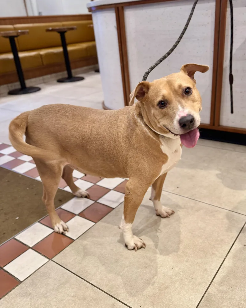 An adult medium-sized female Yellow / Tan / Blond / Fawn Pit Bull Terrier dog named Pillow for adoption in New York, NY