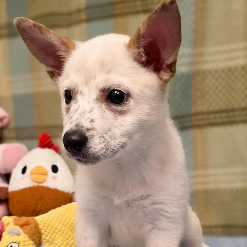 A baby medium-sized female Australian Cattle Dog / Blue Heeler dog named Freckles for adoption in Gainesville, TX
