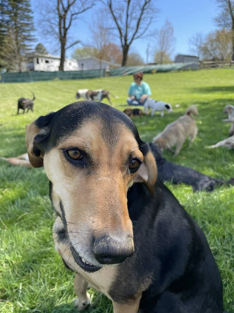 An adult large-sized female Hound dog named Vivian for adoption in Elizabethtown, PA
