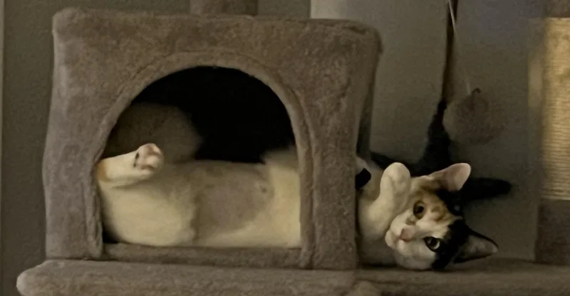 Mama Rosie thumbnail 3