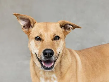 An adult large-sized female Mixed Breed dog named Gracie for adoption in Longmont, CO