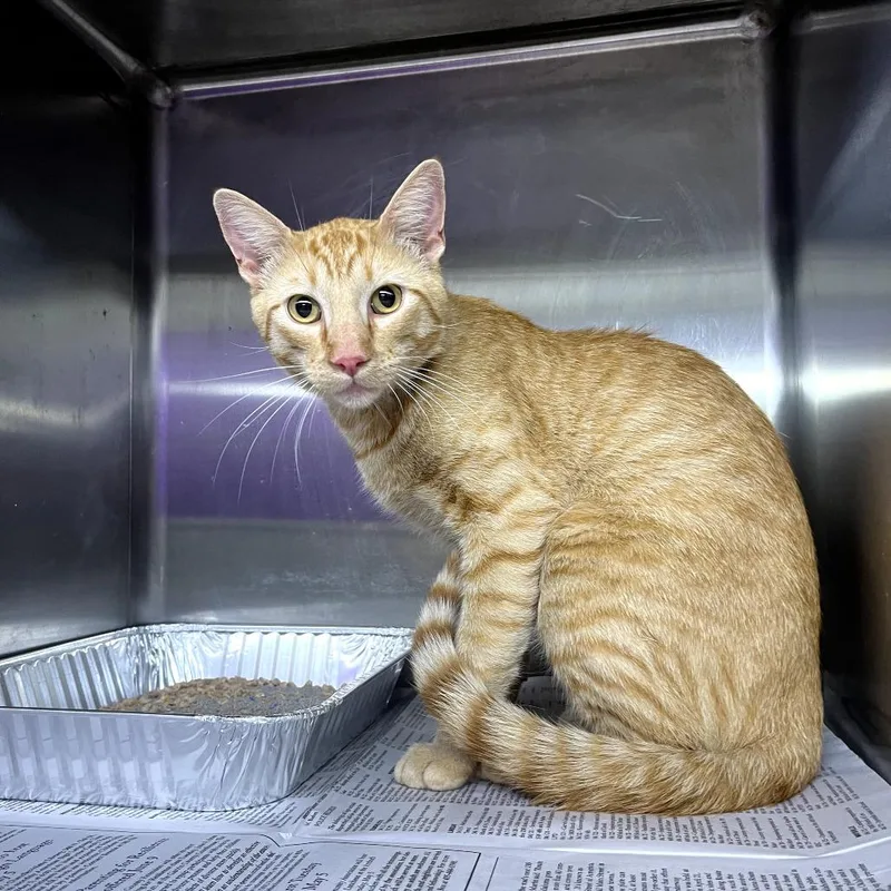 An adult large-sized male Orange / Red Domestic Short Hair cat named Lemur for adoption in Pauls Valley, OK