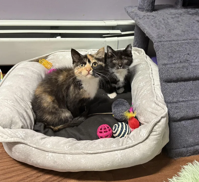 A baby medium-sized female Black & White / Tuxedo Domestic Medium Hair cat named Ziggy for adoption in Clifton, NJ