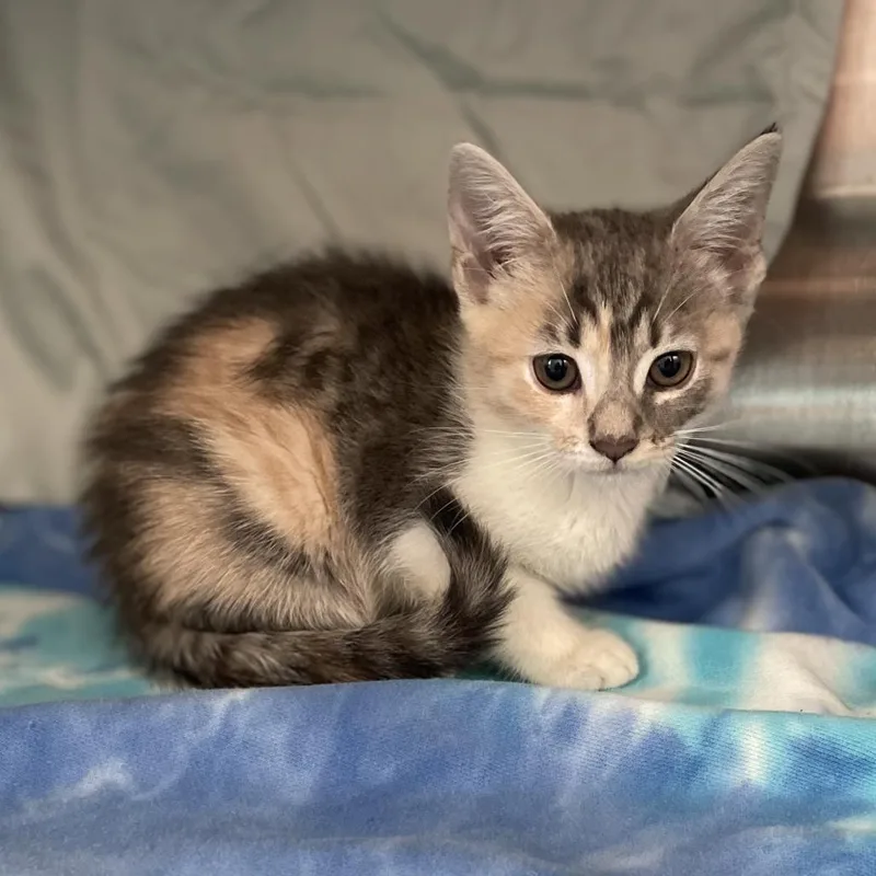 A baby small-sized female Calico Domestic Short Hair cat named Violet for adoption in Philadelphia, PA