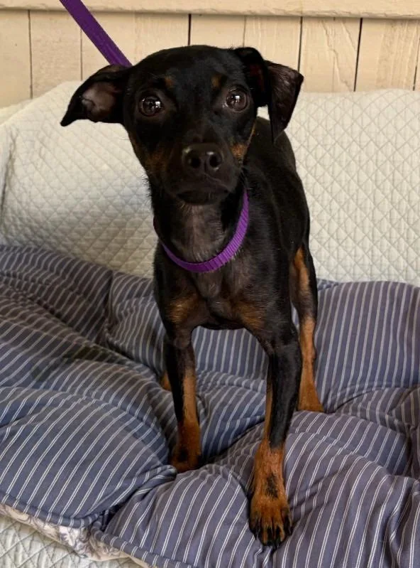 A baby small-sized male Chihuahua dog named Snoop for adoption in Fort Worth, TX