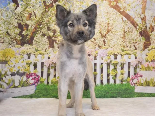 A young medium-sized male Keeshond dog named Sarge for adoption in Oroville, CA