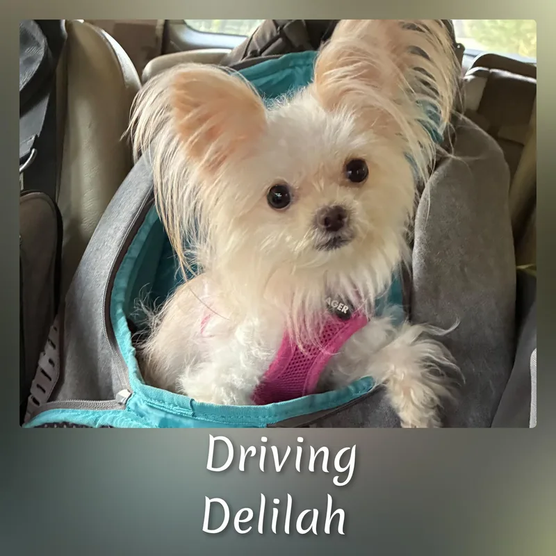 An adult small-sized female White / Cream Yorkshire Terrier dog named Deliliah for adoption in Fredericksburg, VA