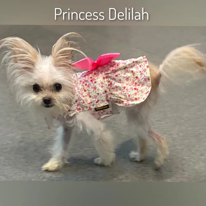 Deliliah thumbnail 4